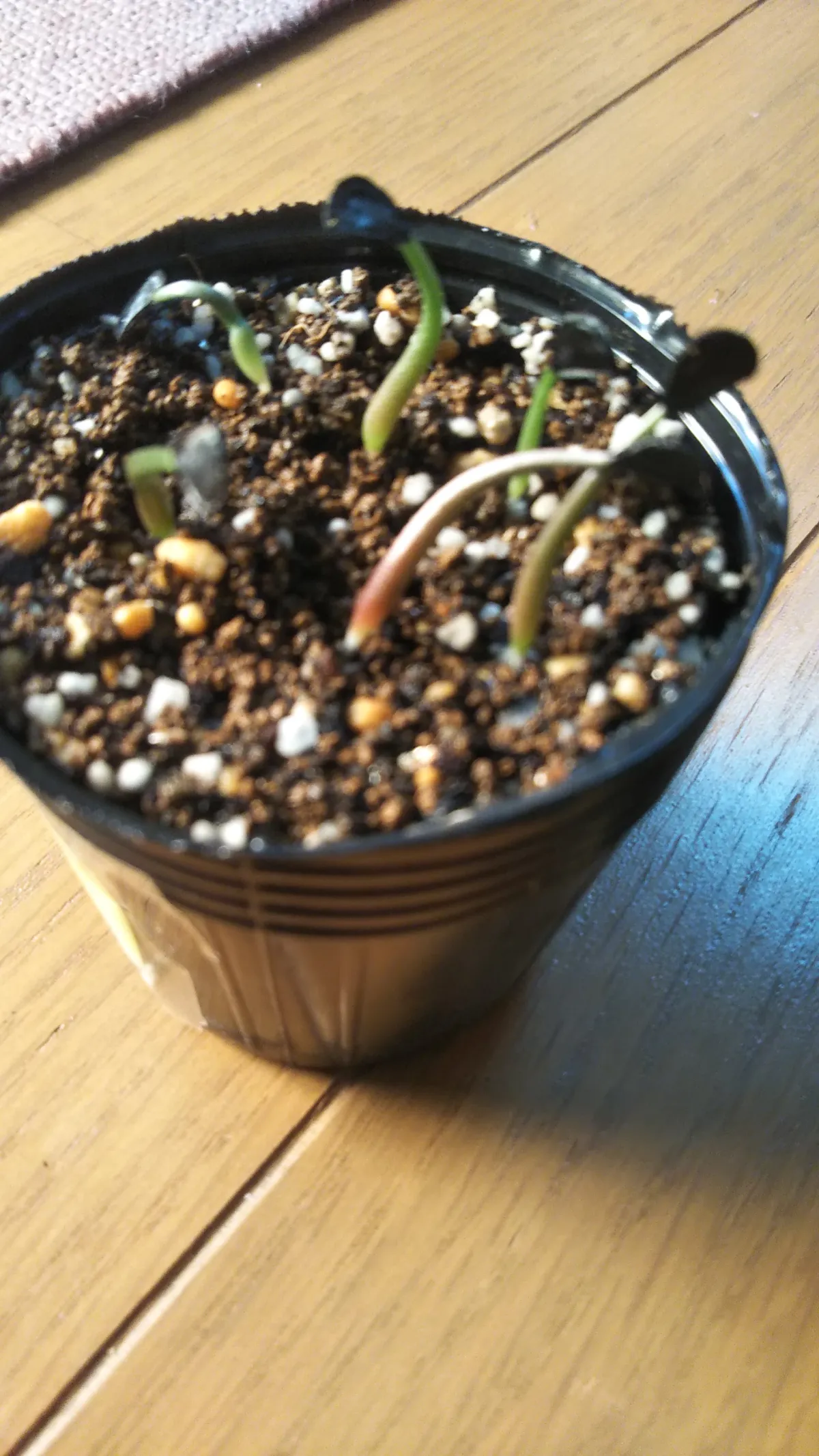 Agave seemanniana (アガベ ピグマエア)