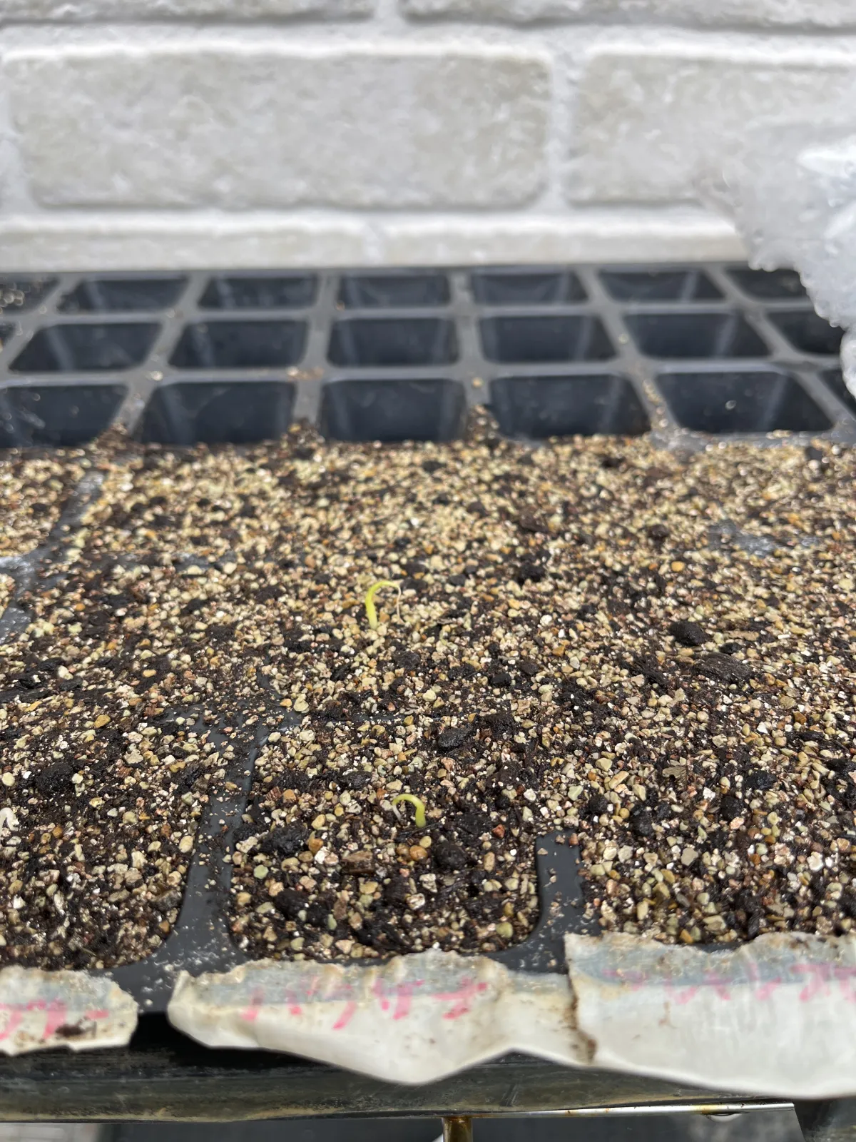 Agave parrasana (アガベ パラサナ)