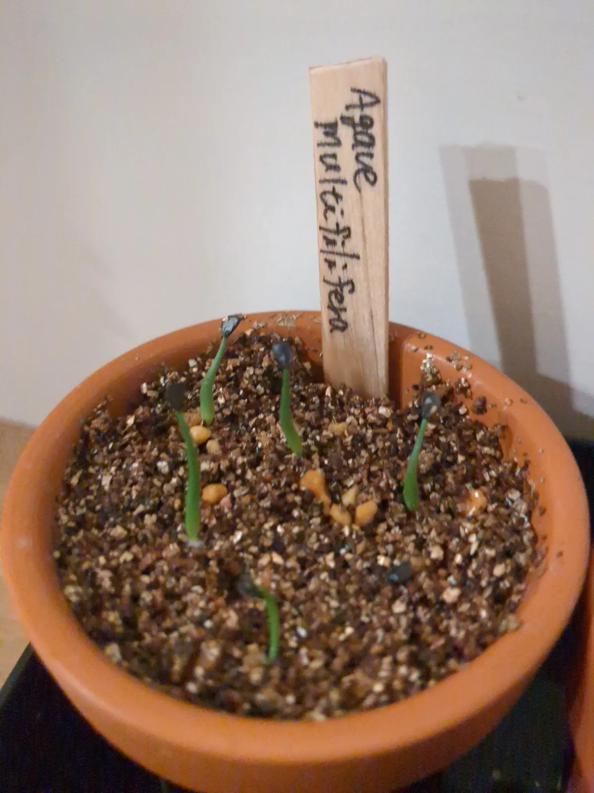 Agave multifilifera (アガベ マルチフィリフェラ)