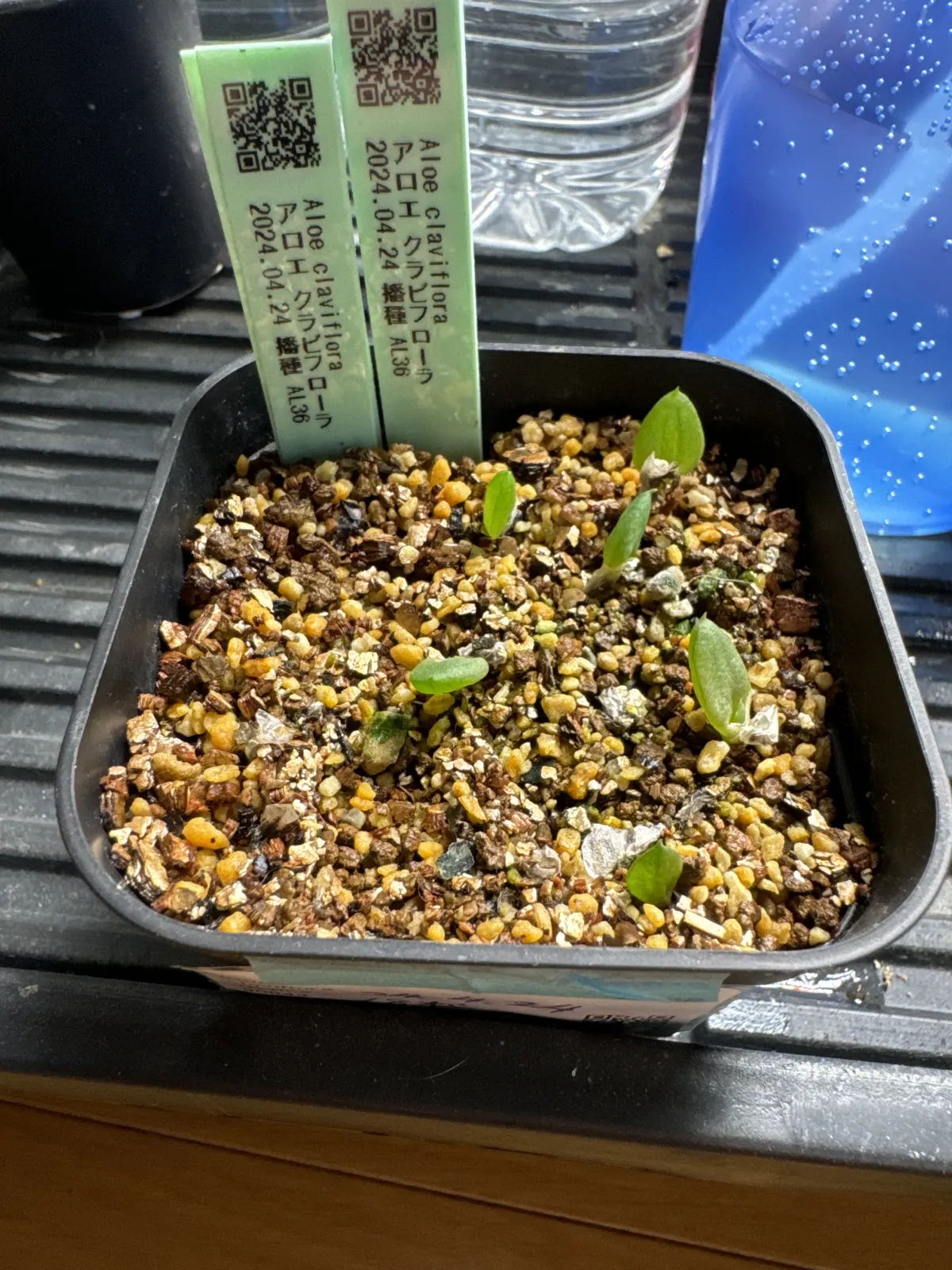 Aloe claviflora (アロエ クラビフローラ)