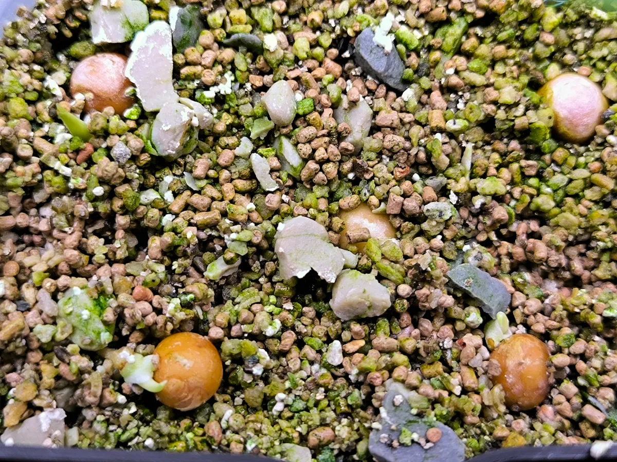 Dracaena draco subsp. draco (ドラセナ ドラコ)