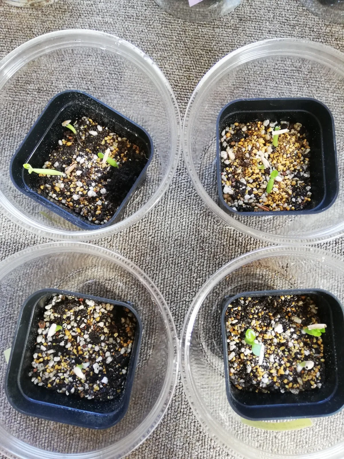 Adenium obesum (アデニウム オベスム)