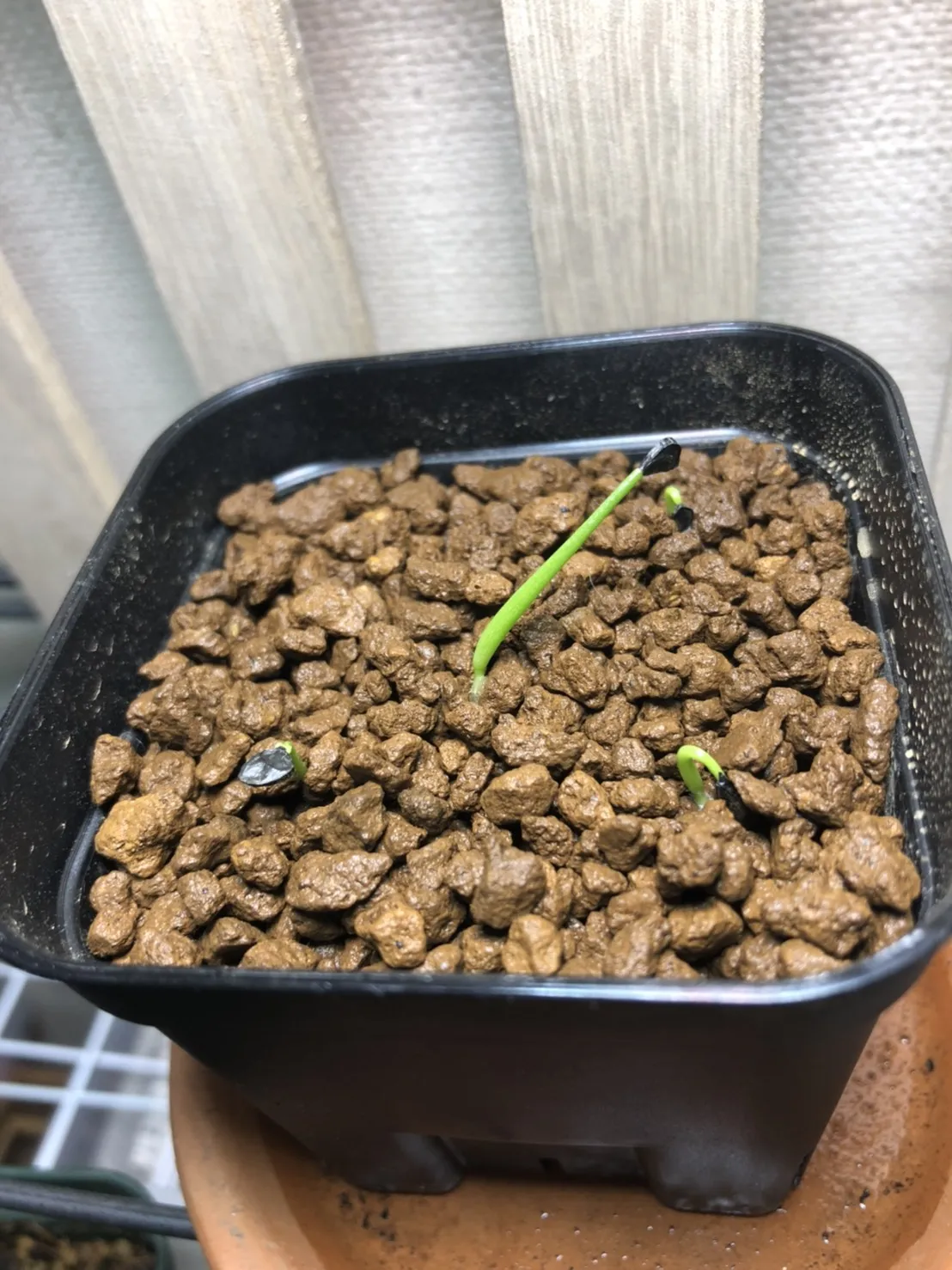 Agave salomonii Magnifica (アガベ マグニフィカ)