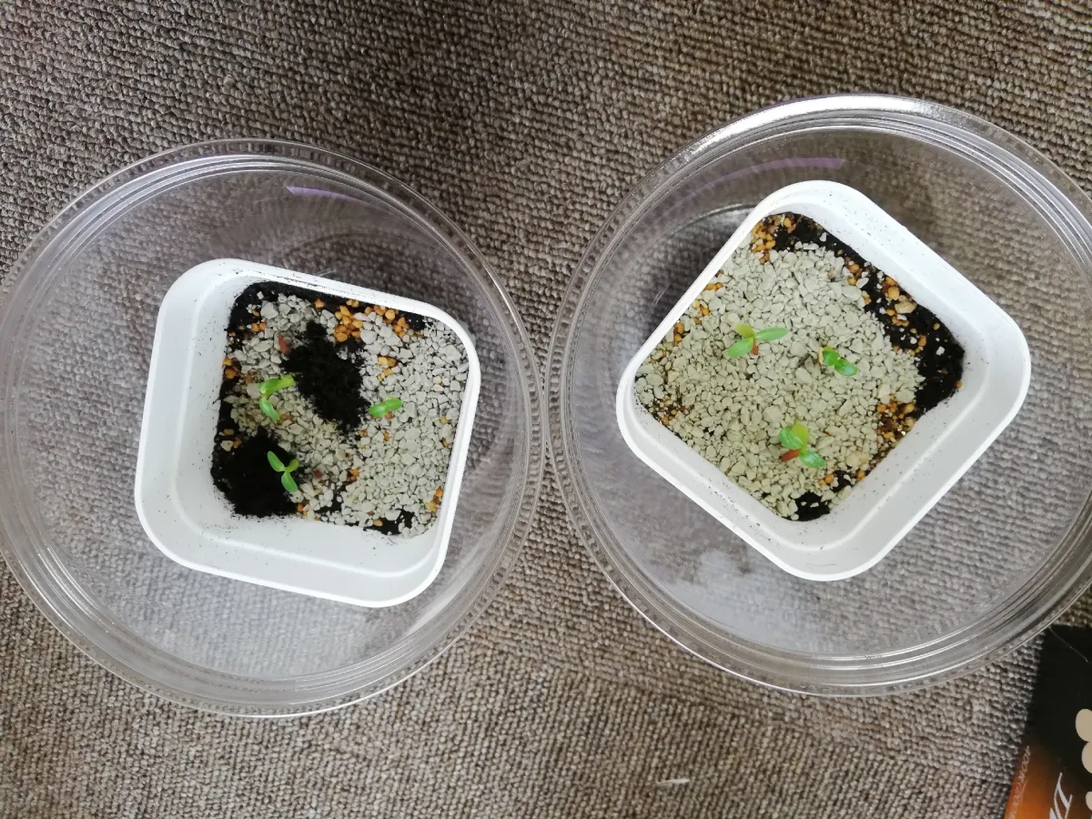 Pachypodium rosulatum var. gracilius (パキポディウム グラキリス)