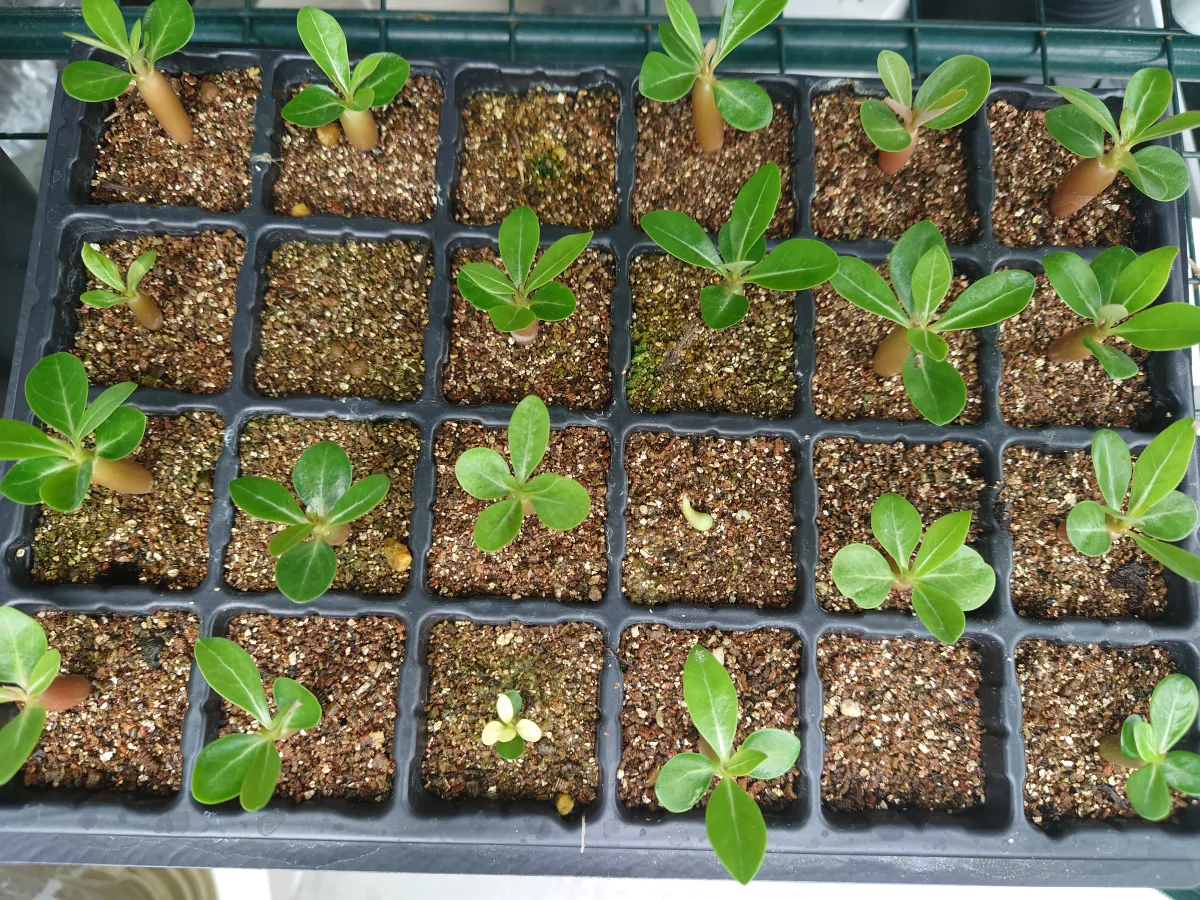 Adenium obesum (アデニウム オベスム)