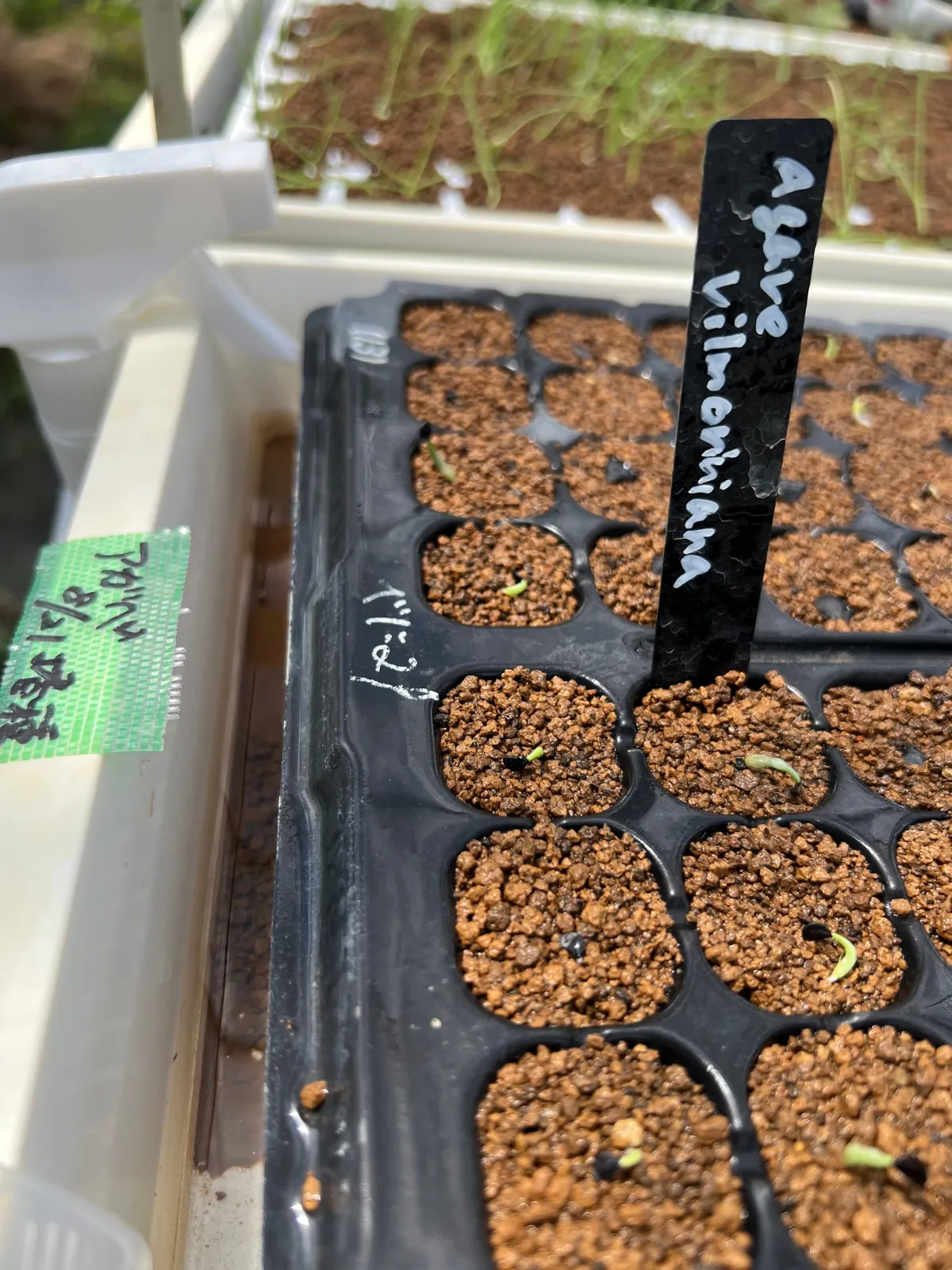 Agave vilmoriniana (アガベ ビルモリニアナ)