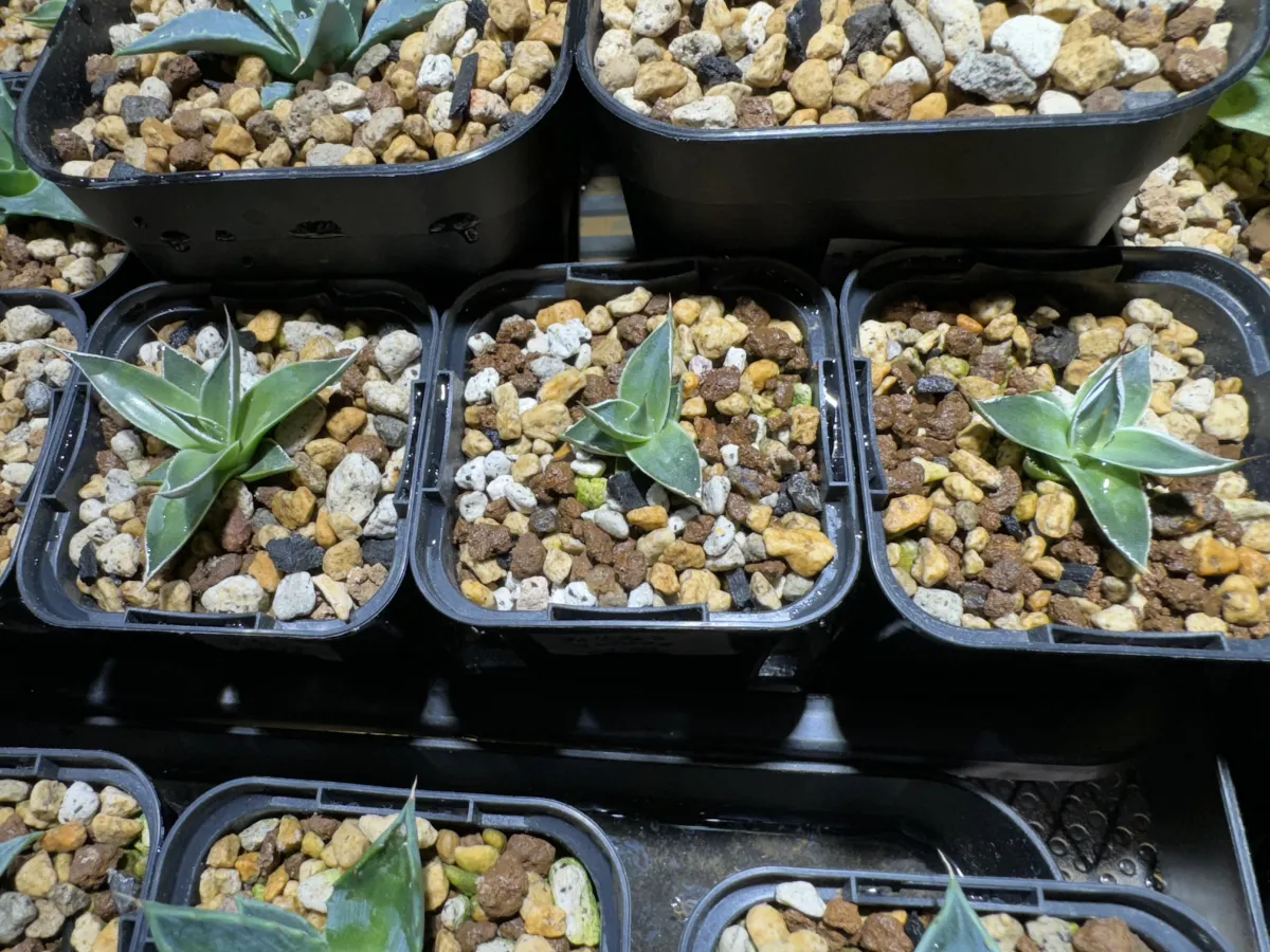 Agave filifera var. compacta (アガベ フィリフェラコンパクタ)