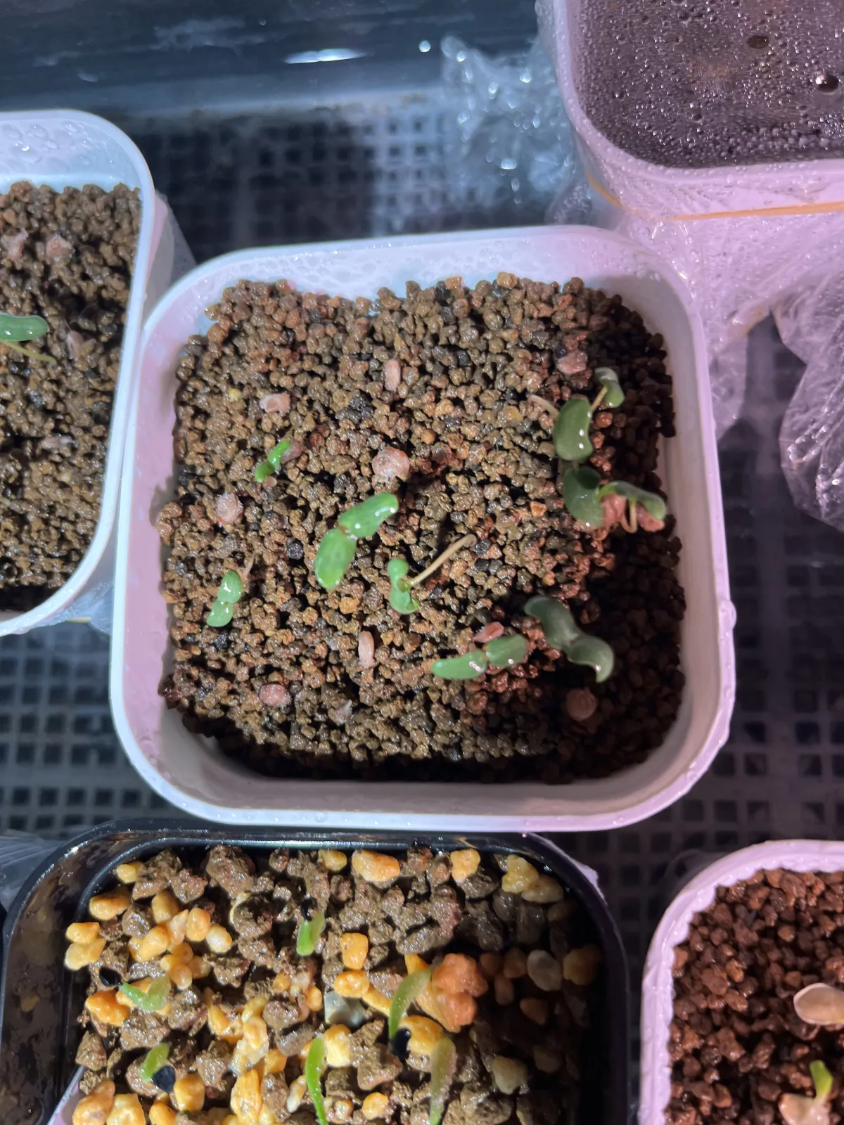 Pachycormus discolor (パキコルムス ディスカラー)