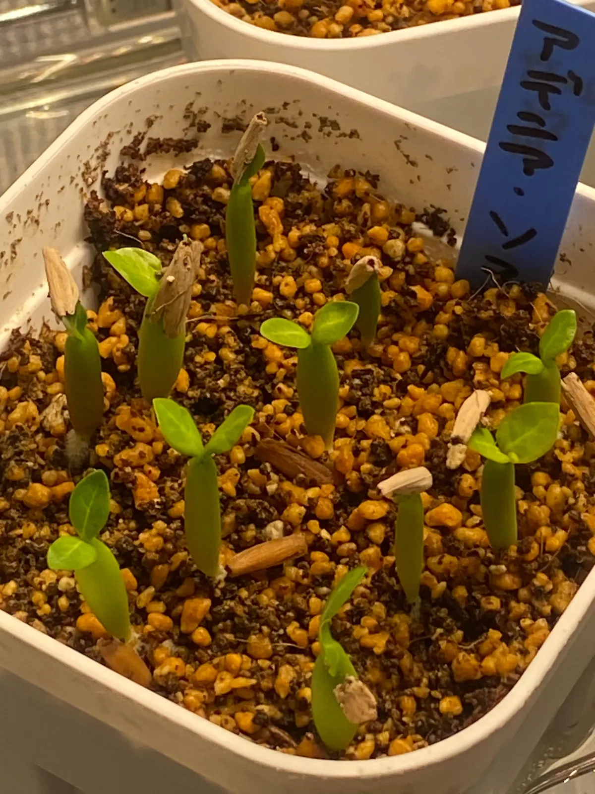 Adenium somalense (アデニウム ソマレンセ)