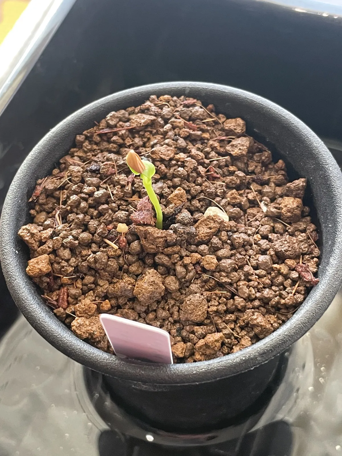 Pachypodium baronii (パキポディウム バロニー)