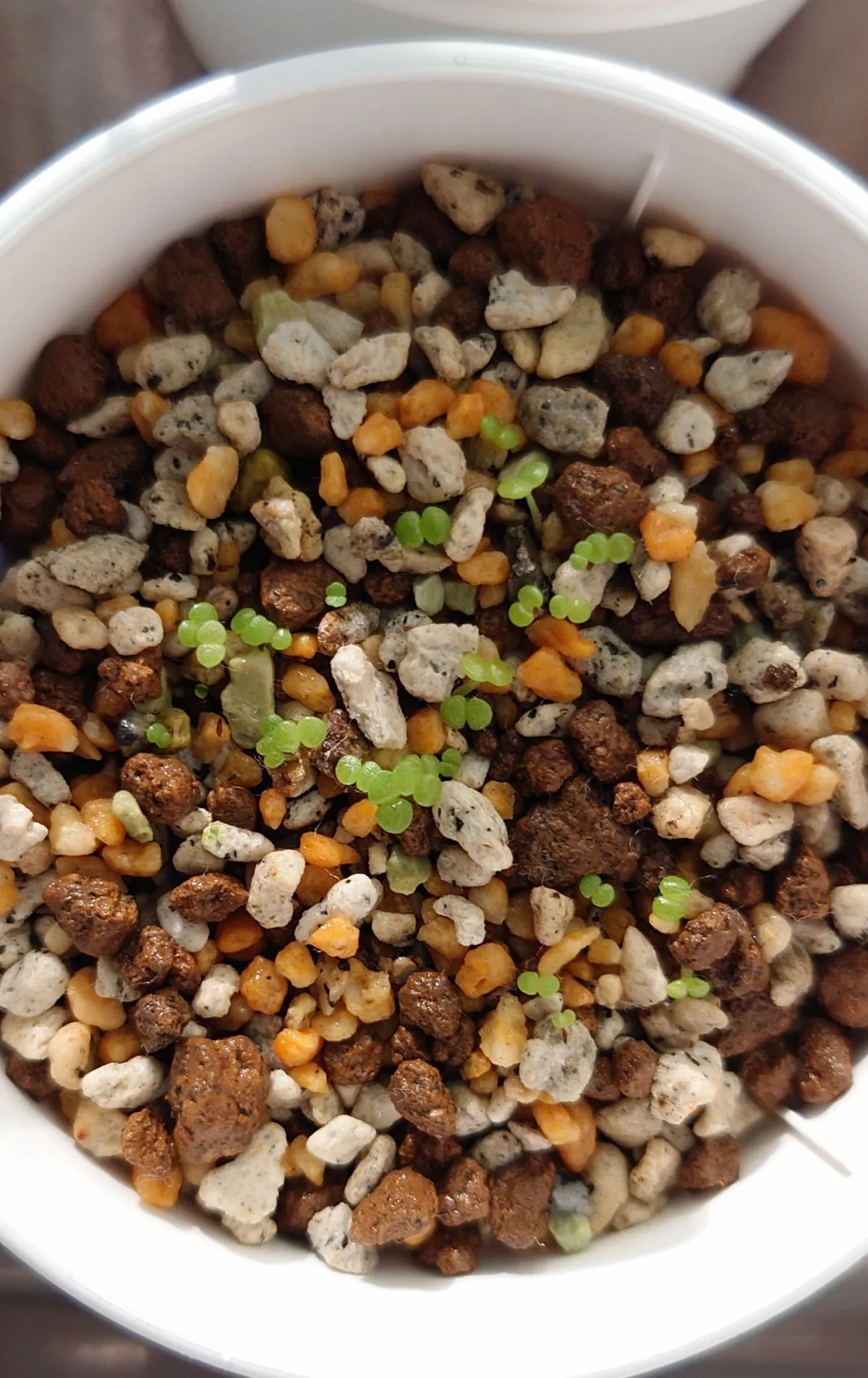 Dudleya pulverulenta (ダドレヤ プルベルレンタ)