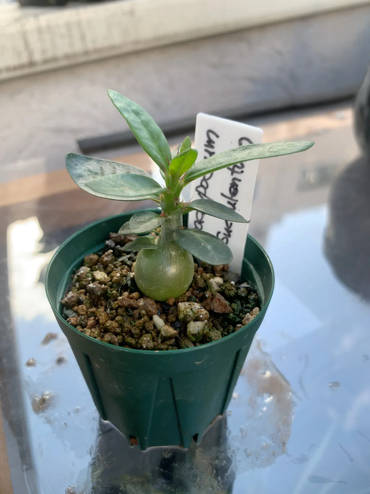 Pachypodium succulentum (パキポディウム サキュレンタム 天馬空)