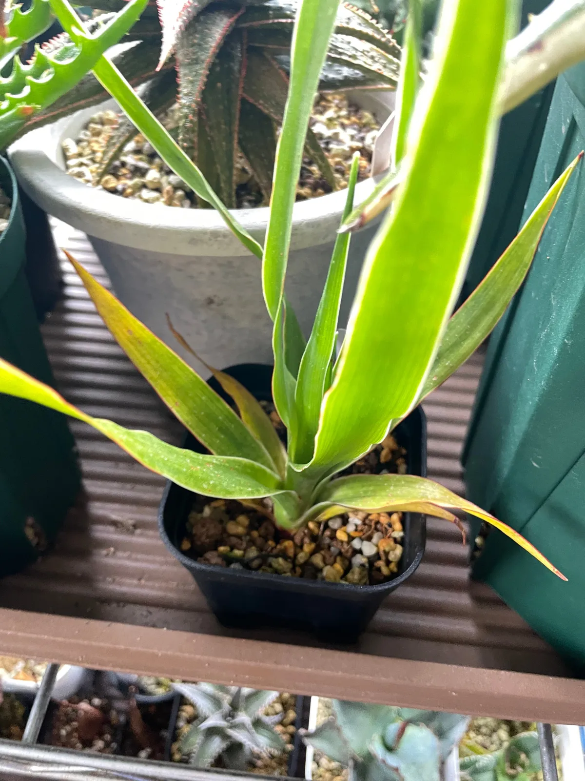 Dracaena draco subsp. draco (ドラセナ ドラコ)