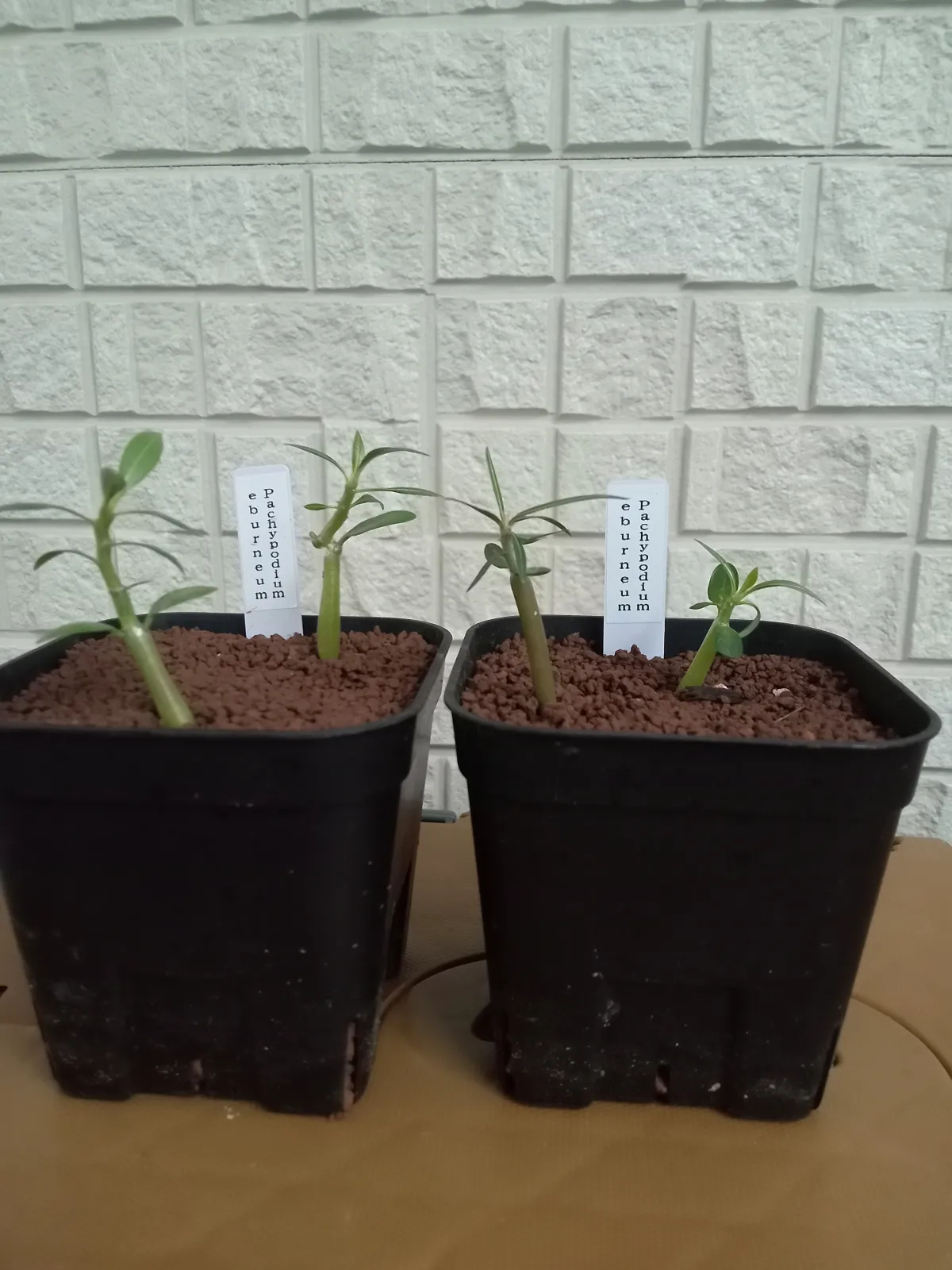 Pachypodium rosulatum var. eburneum (パキポディウム エブレネウム)