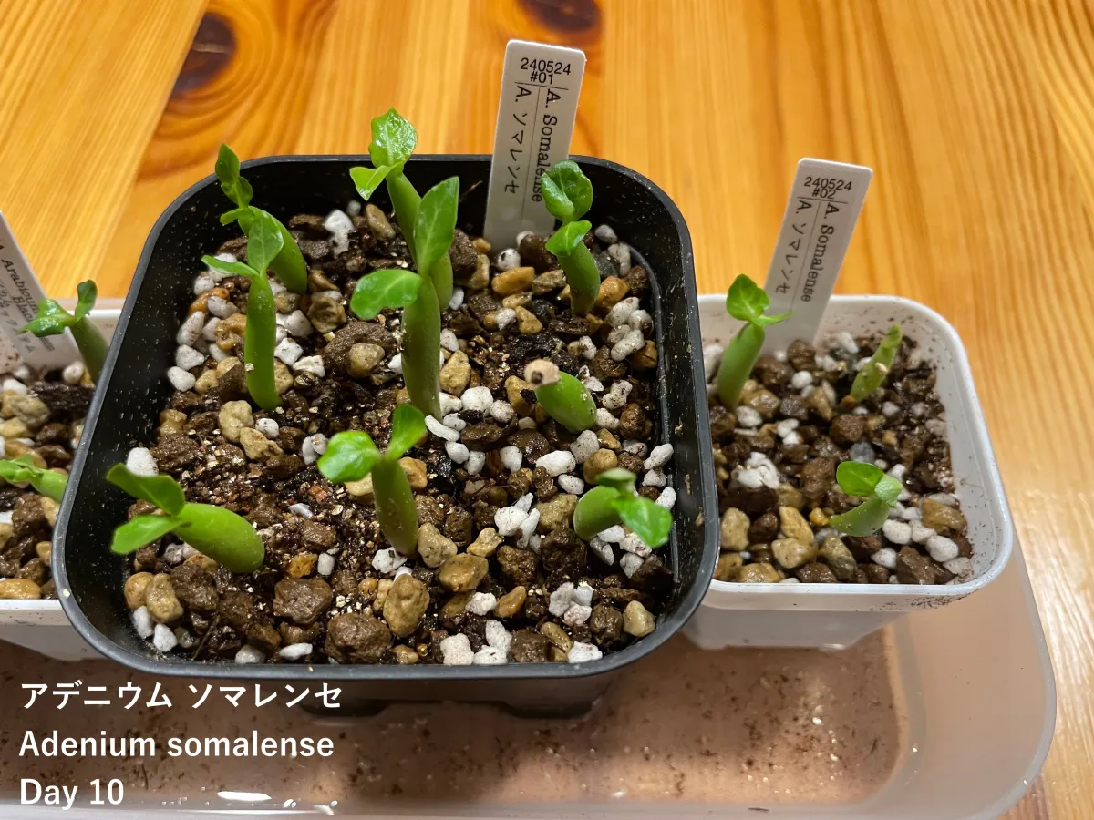 Adenium somalense (アデニウム ソマレンセ)