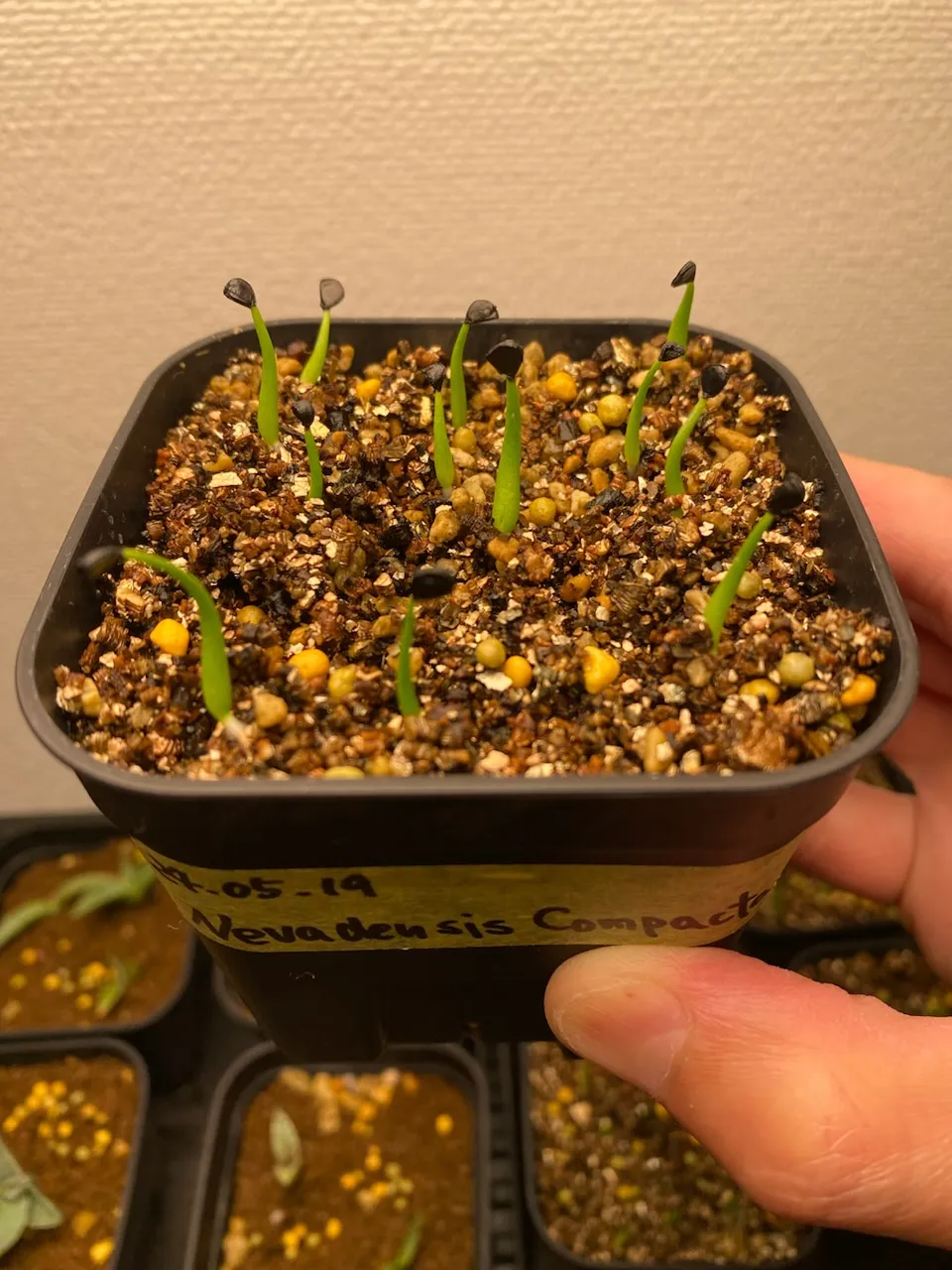 Agave utahensis var. nevadensis 'Compacta' (アガベ ネバデンシス コンパクタ)