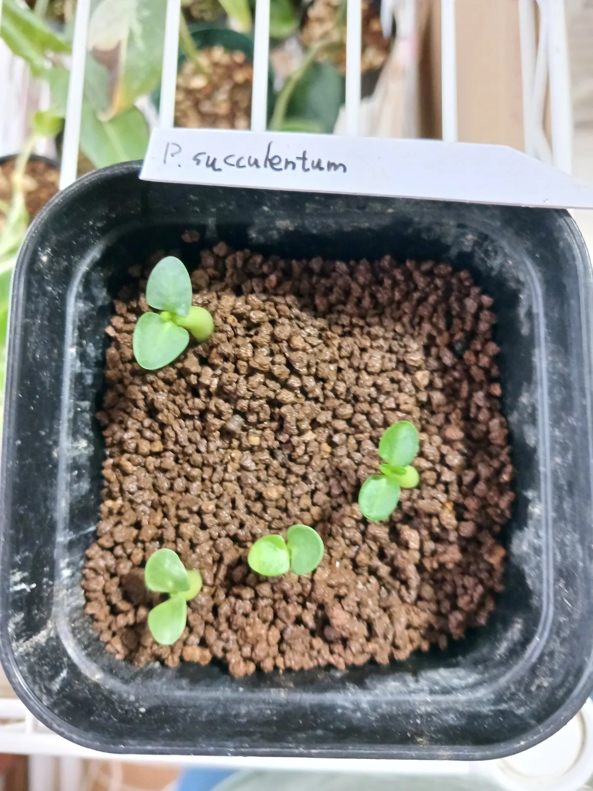 Pachypodium succulentum (パキポディウム サキュレンタム 天馬空)