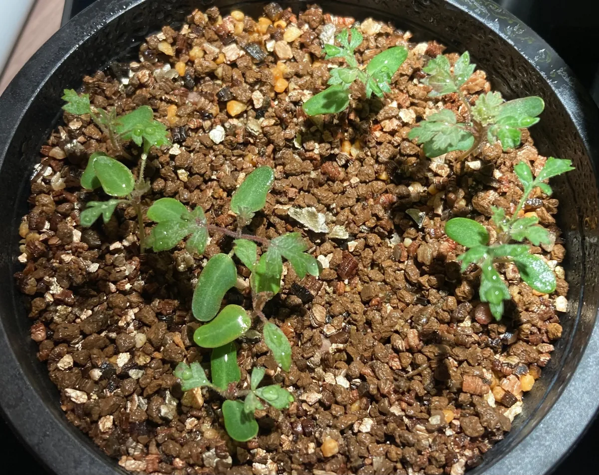 Pachycormus discolor (パキコルムス ディスカラー)