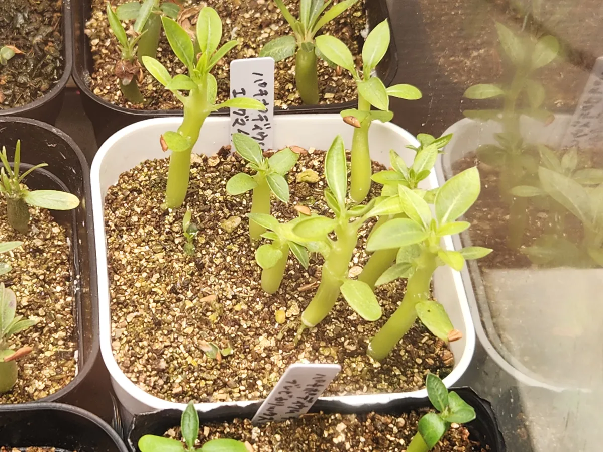 Pachypodium enigmaticum (パキポディウム エニグマチカム)