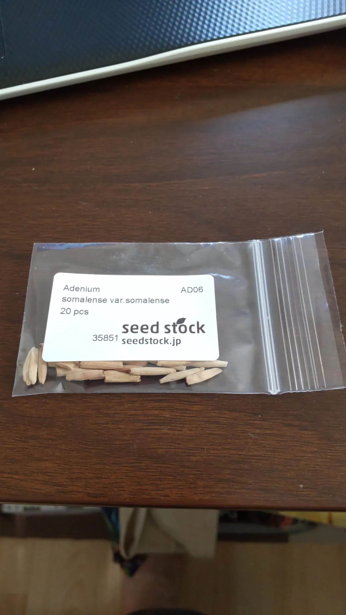 Adenium somalense var. somalense (アデニウム ソマレンセ)