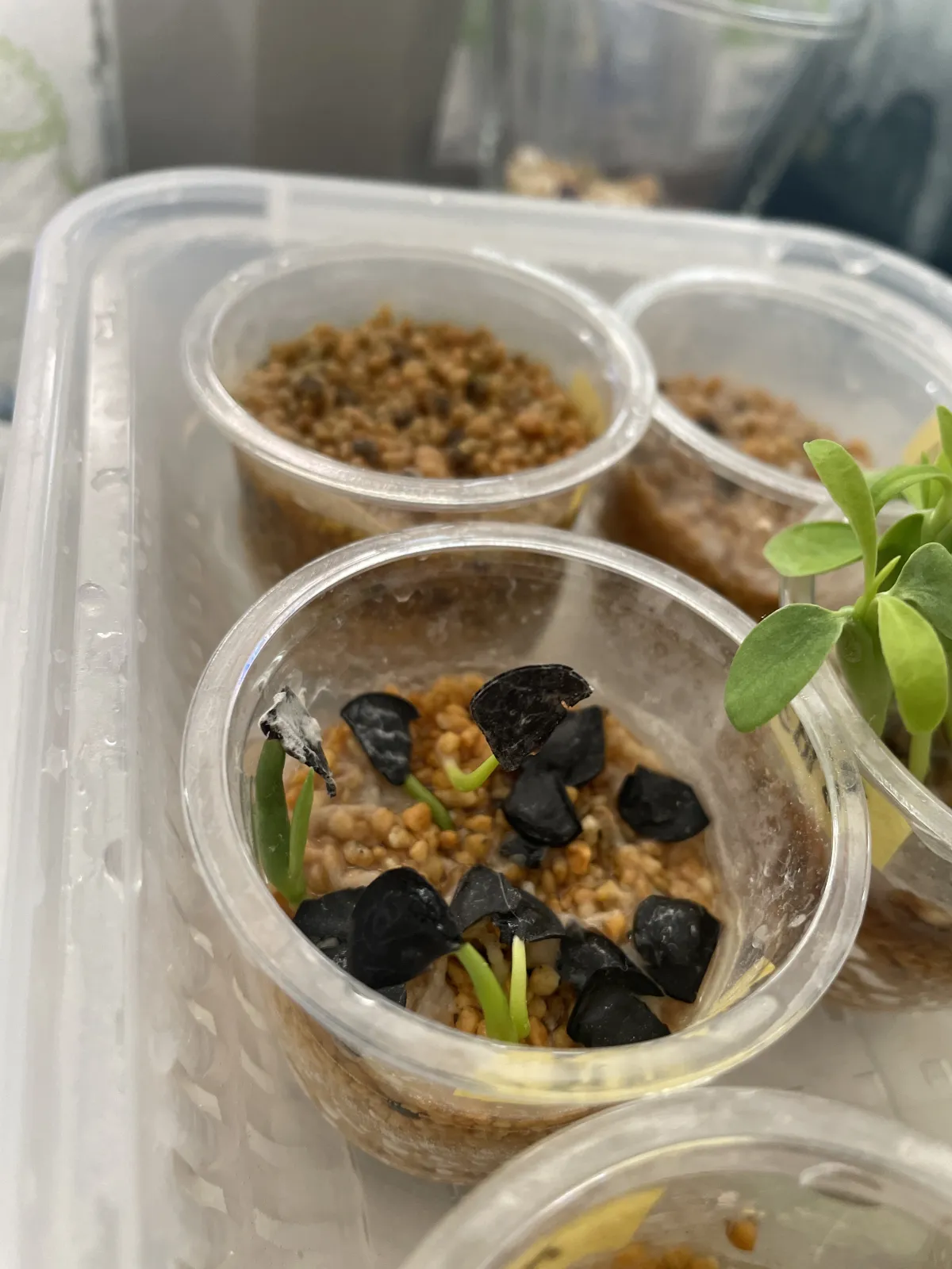 Agave vivipara (アガベ ビビパラ)