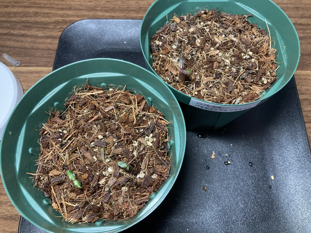 Pachypodium rosulatum var. gracilius (パキポディウム グラキリス)