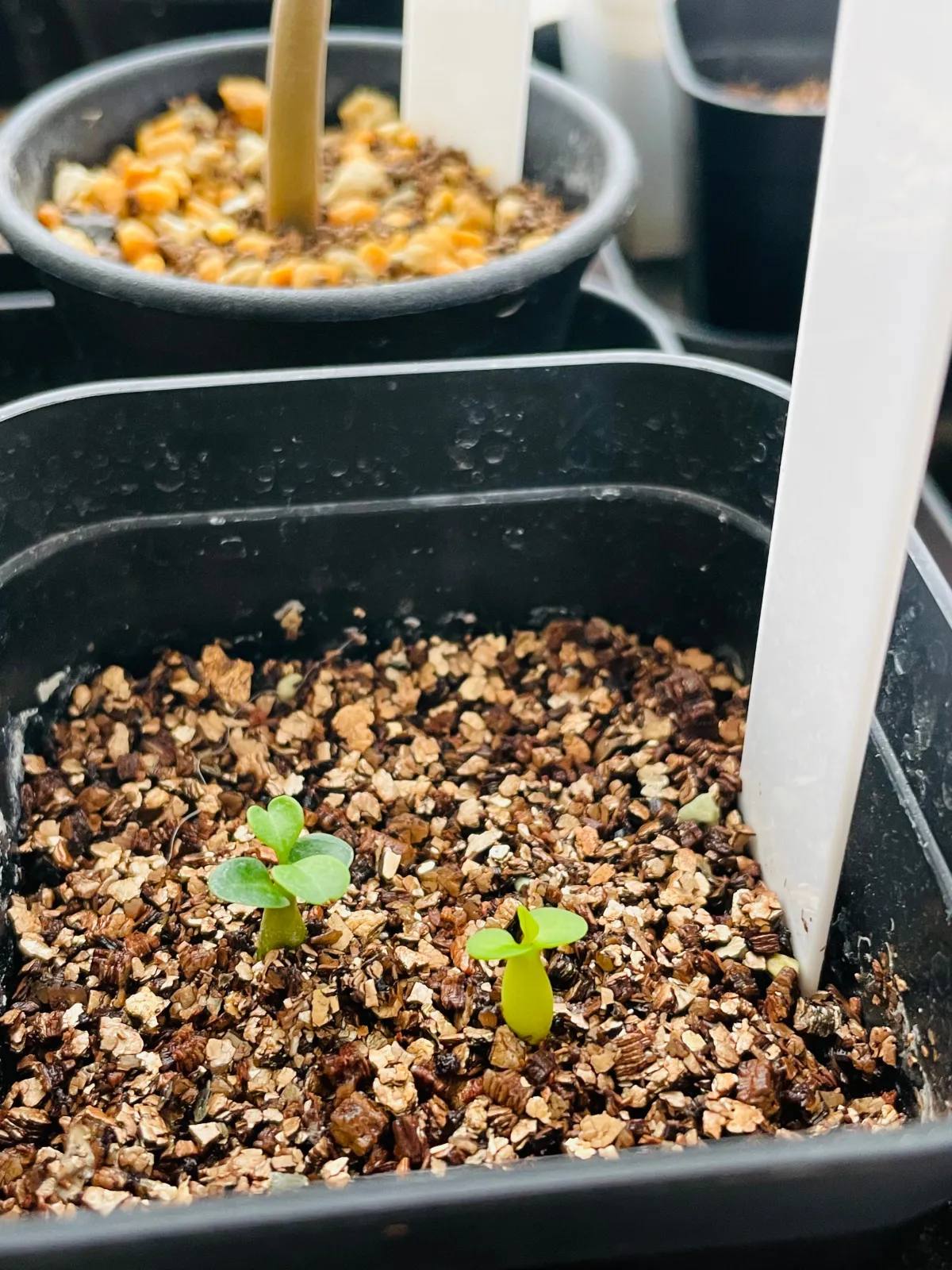 Pachypodium bispinosum (パキポディウム ビスピノーサム)