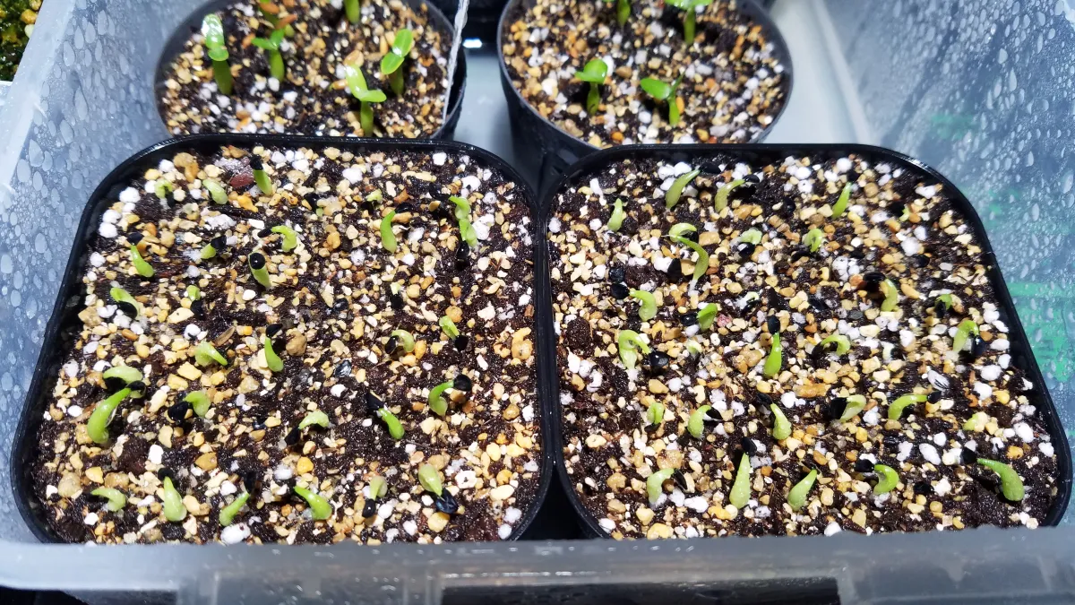 Agave oteroi (アガベ オテロイ)