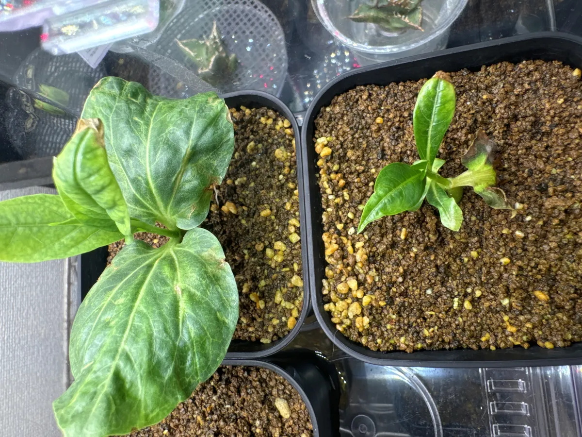 Adansonia digitata (アダンソニア（バオバブ） ディギタータ)