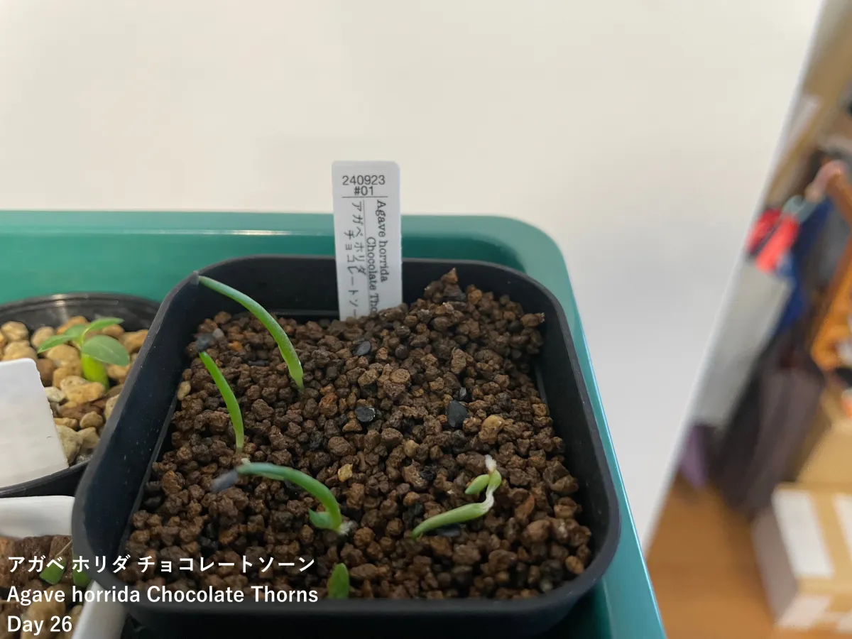 Agave utahensis var. eborispina 'Hayford' (アガベ エボリスピナ ヘイフォード)