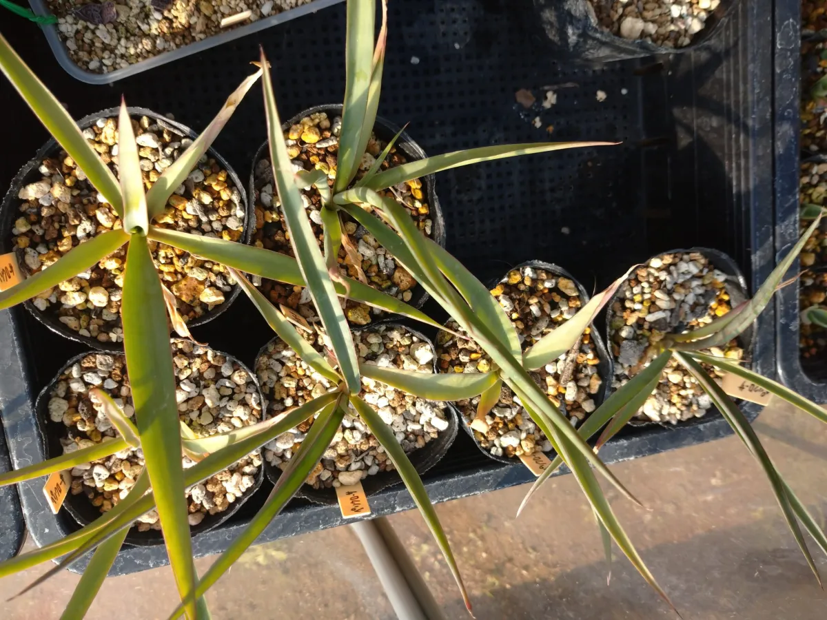 Yucca periculosa (ユッカ ペリクローサ)