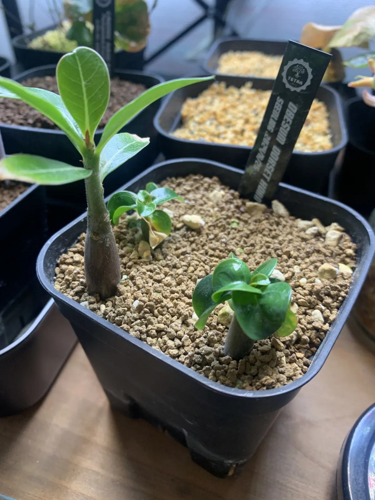 Adenium obesum Dorset Horn (DHA) (アデニウム ドーセットホーン)