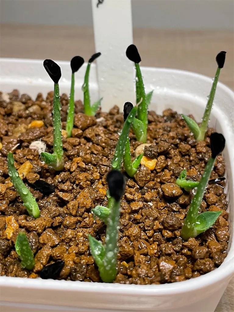 Agave parryi var. truncata (アガベ パリー トランカータ)