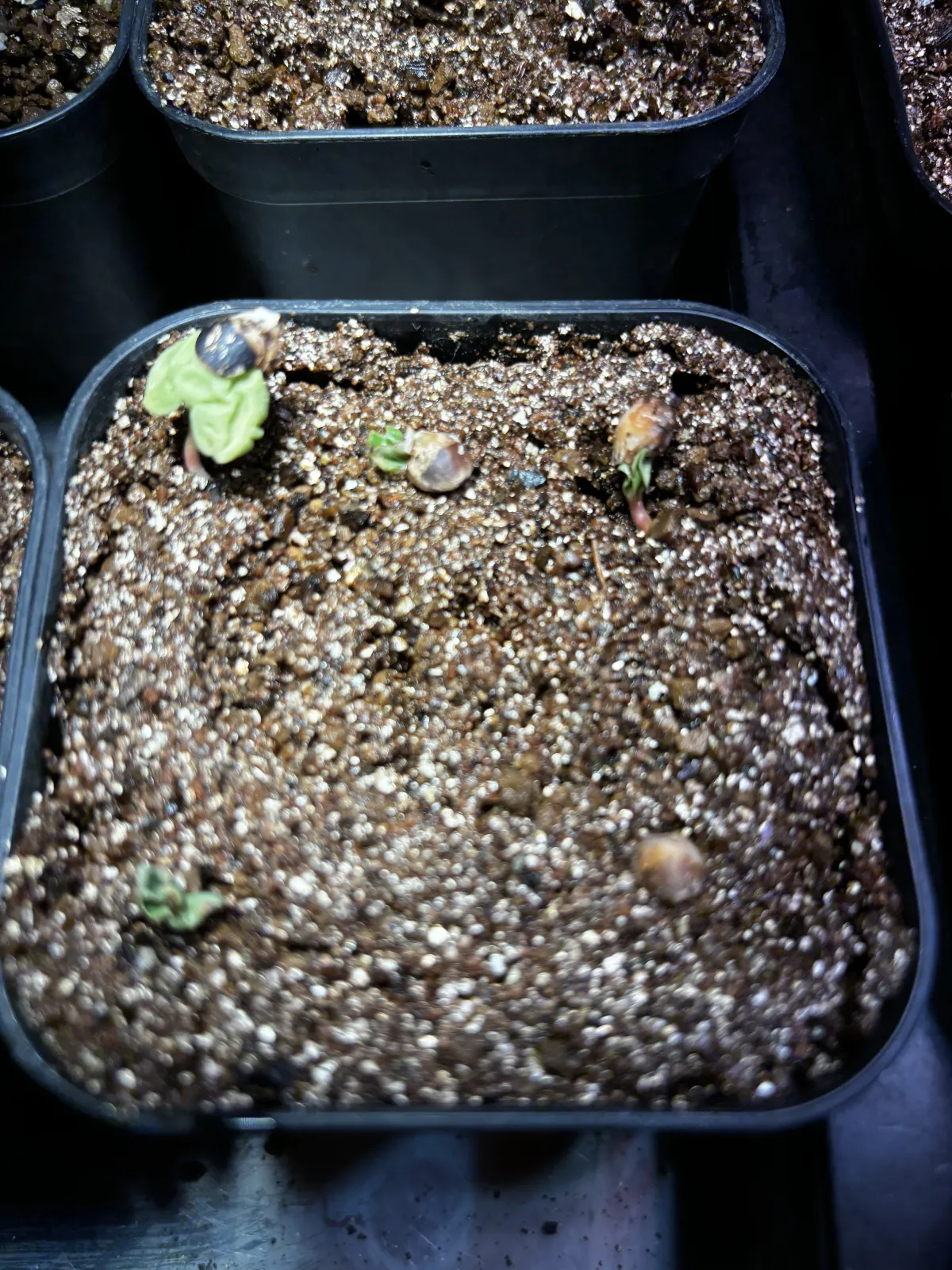 Commiphora orbicularis (コミフォラ オルビクラリス)