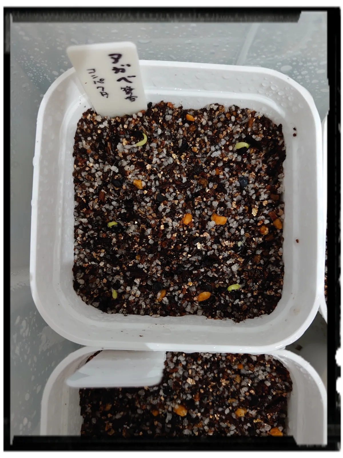 Agave victoriae-reginae Compacta (アガベ ビクトリアレジーナコンパクト)