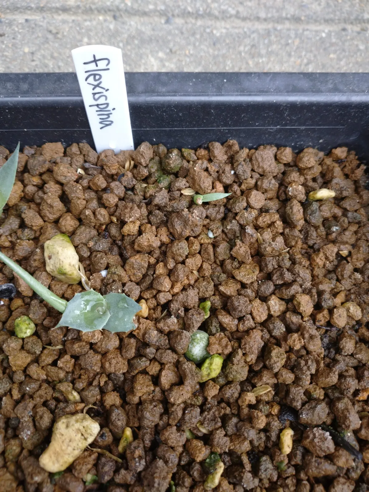 Agave flexispina (アガベ フレキシスピナ)