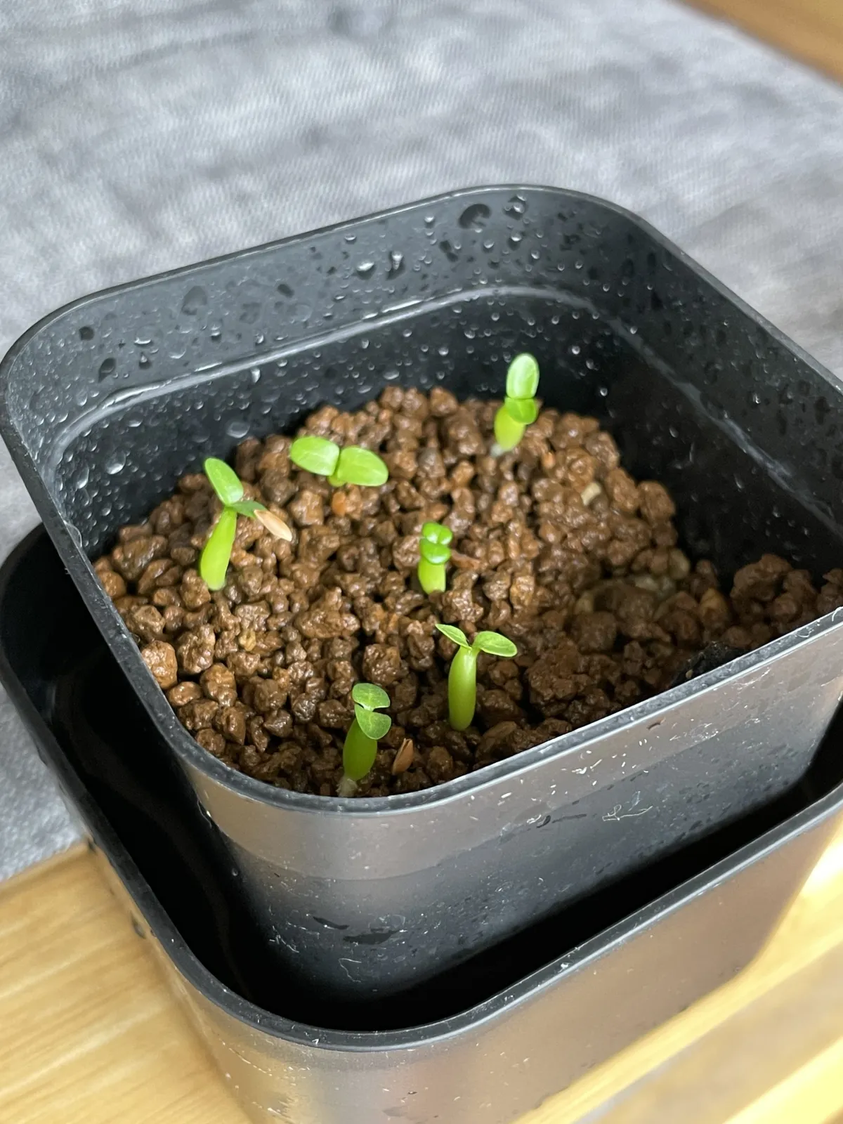 Pachypodium brevicaule subsp. leucoxanthum (パキポディウム レウコキサンツム)