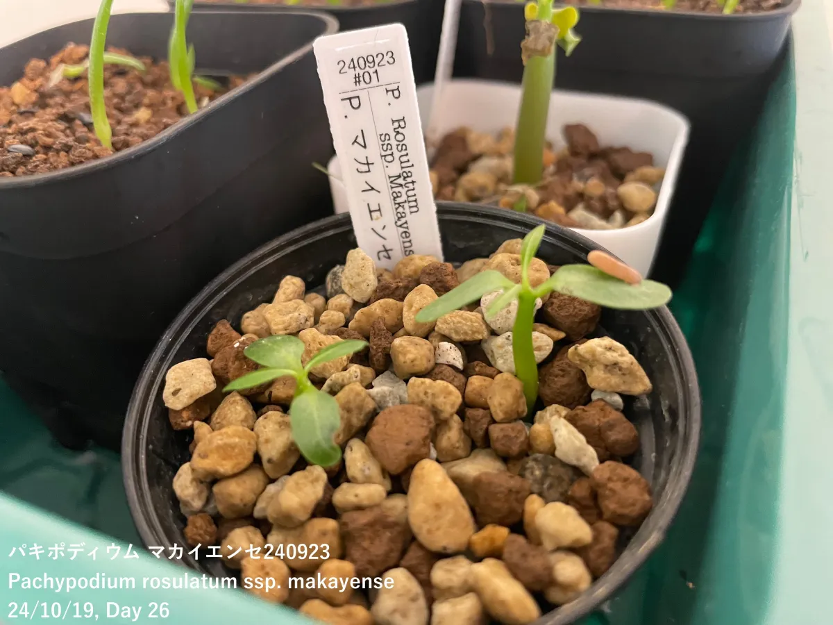 種子] パキポディウム マカイエンセ Pachypodium rosulatum ssp
