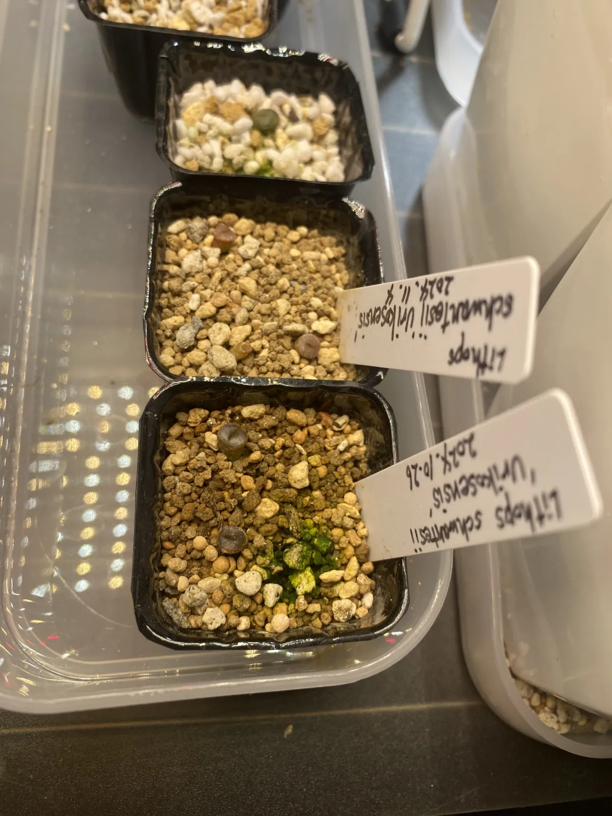 Lithops schwantesii var. urikosensis (リトープス シュワンテシー ウリコセンシス)