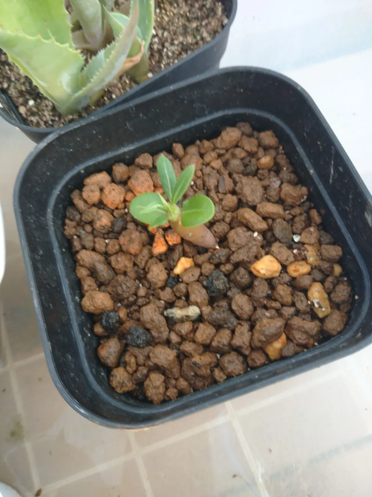 Pachypodium lamerei (パキポディウム ラメレイ 夢叶棒)