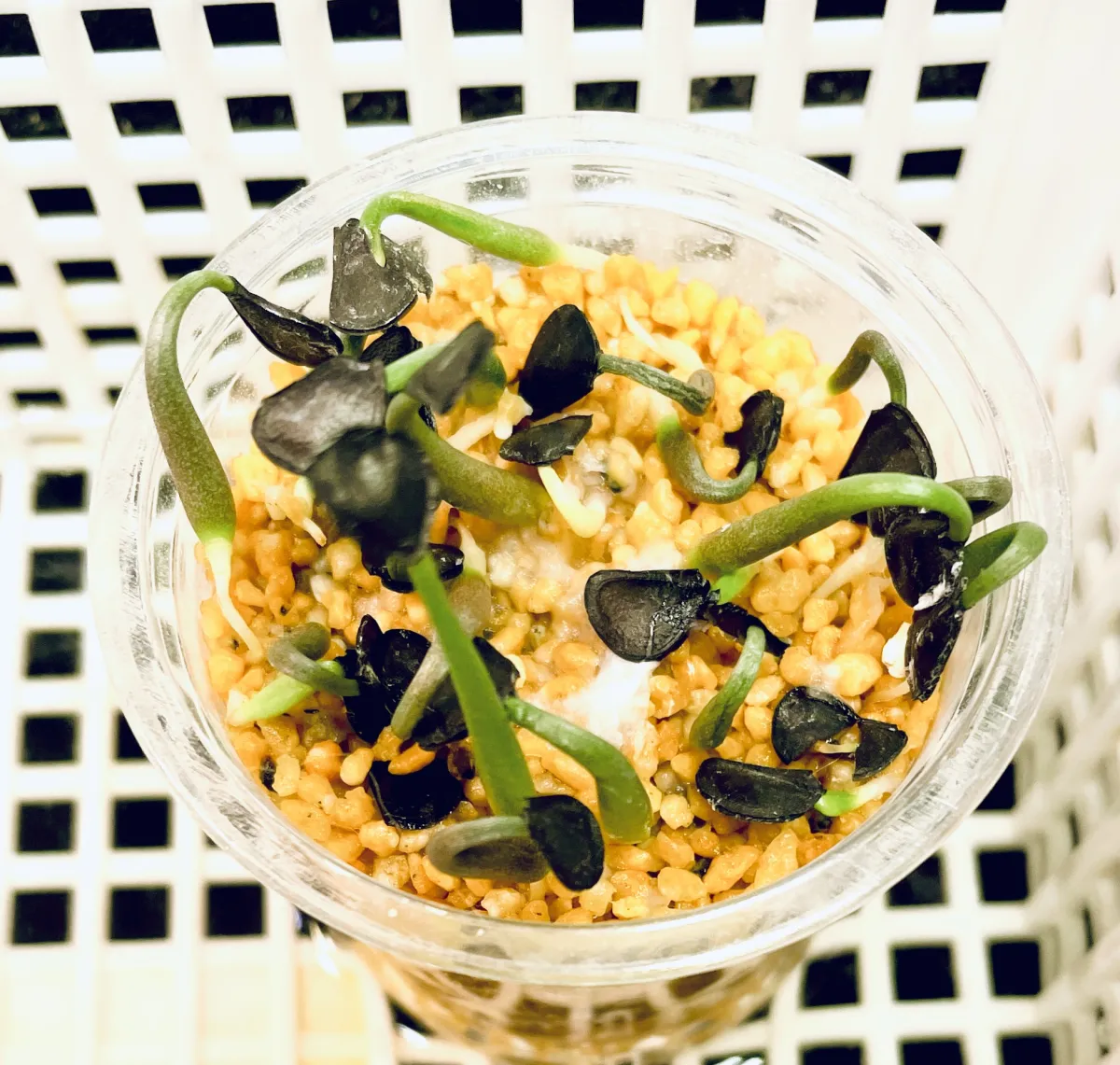 Agave shrevei ssp. matapensis (アガベ シュリベイマタペンシス)