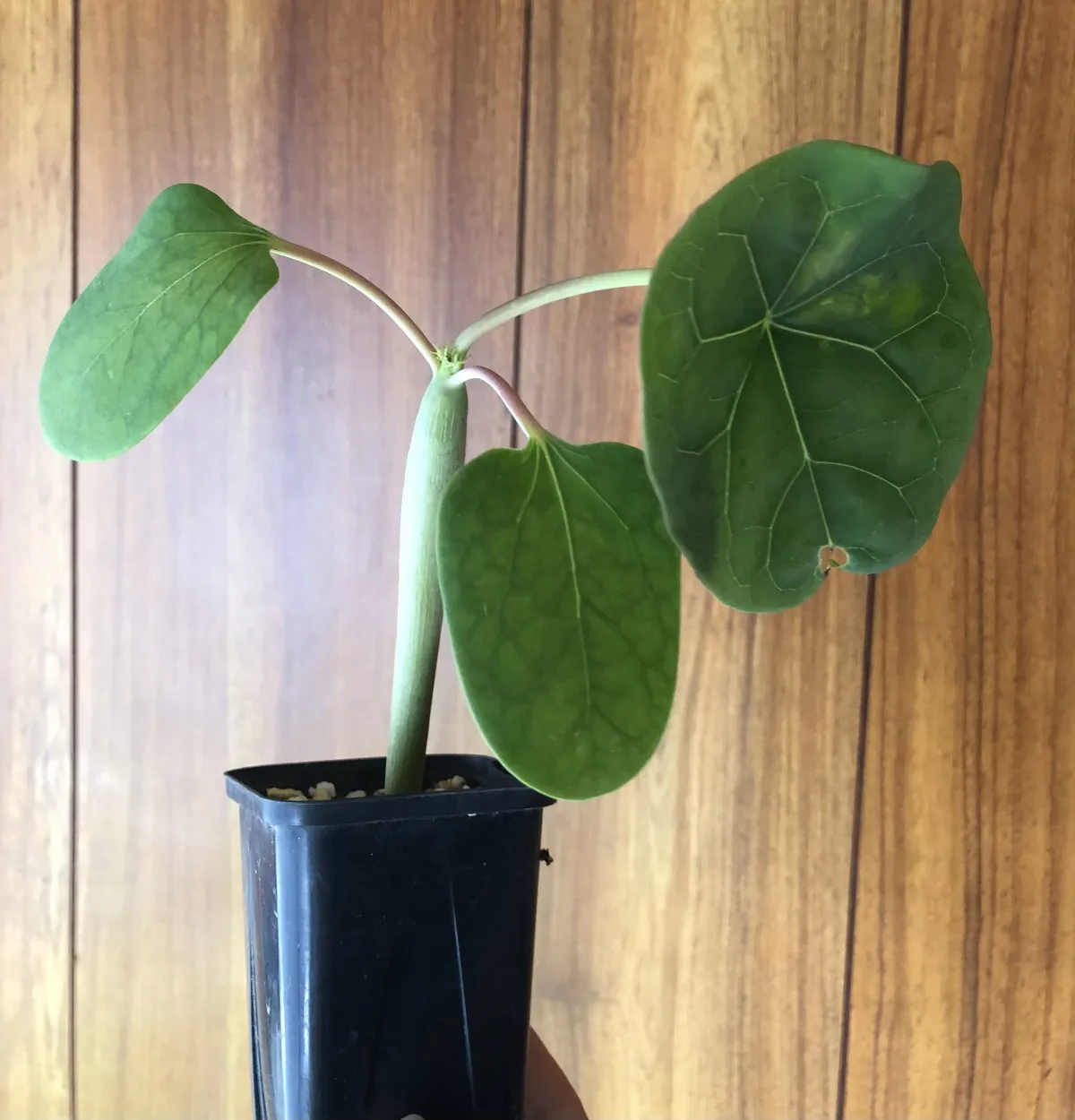 Jatropha podagrica 'Red' (ヤトロファ ポダグリカ レッド 'サンゴ油桐')