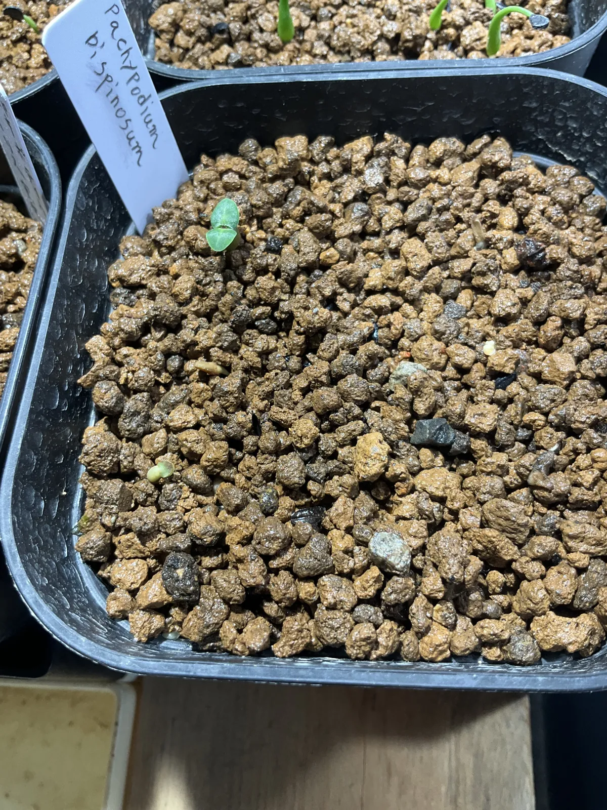 Pachypodium bispinosum (パキポディウム ビスピノーサム)