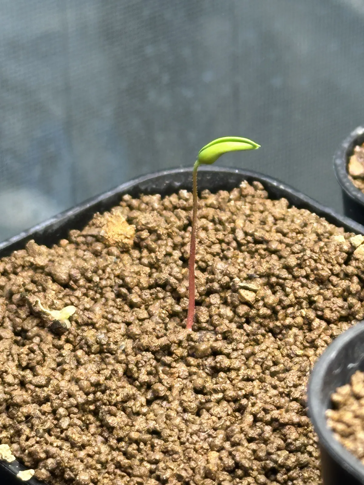 Operculicarya borealis (オペルクリカリア ボレアリス)