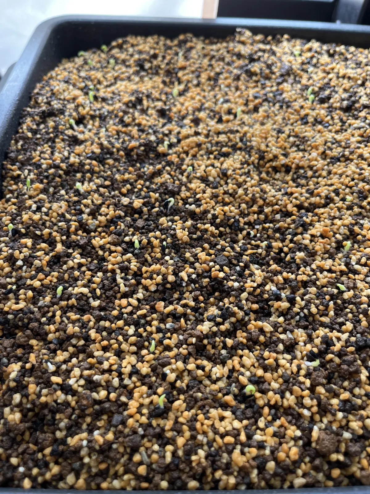 Agave oteroi (アガベ オテロイ)