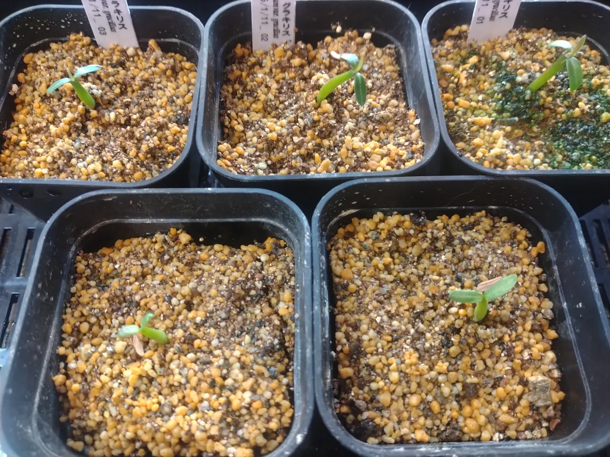 Pachypodium rosulatum var. gracilius (パキポディウム グラキリス)