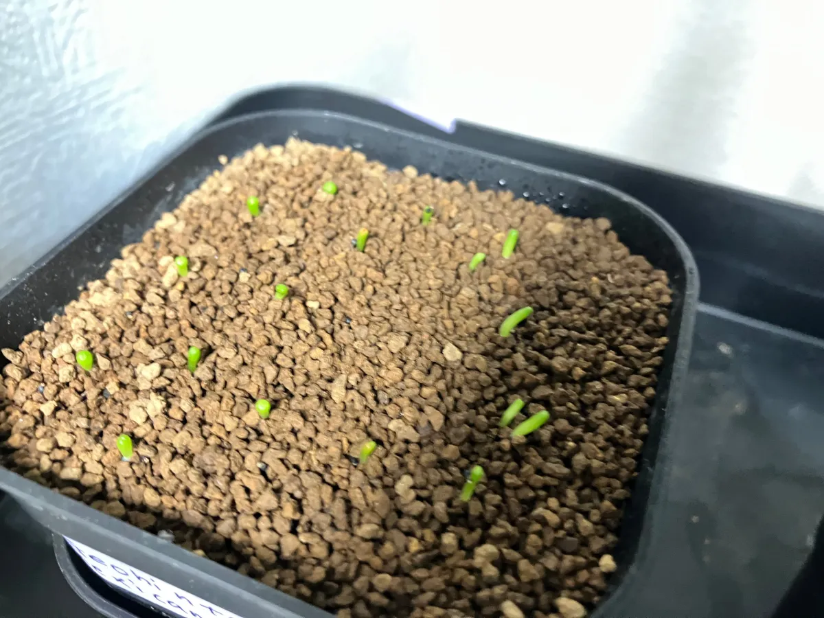 Geohintonia mexicana f. cristata (ジオヒントニア メキシカーナ)