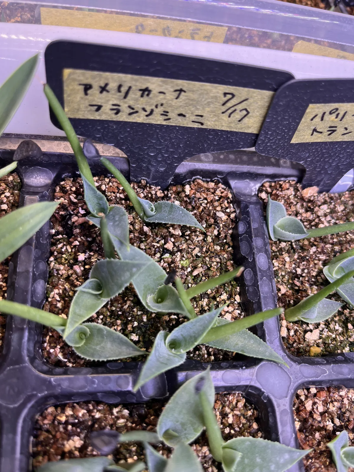 Agave americana var. franzosinii (アガベ フランゾシニー)