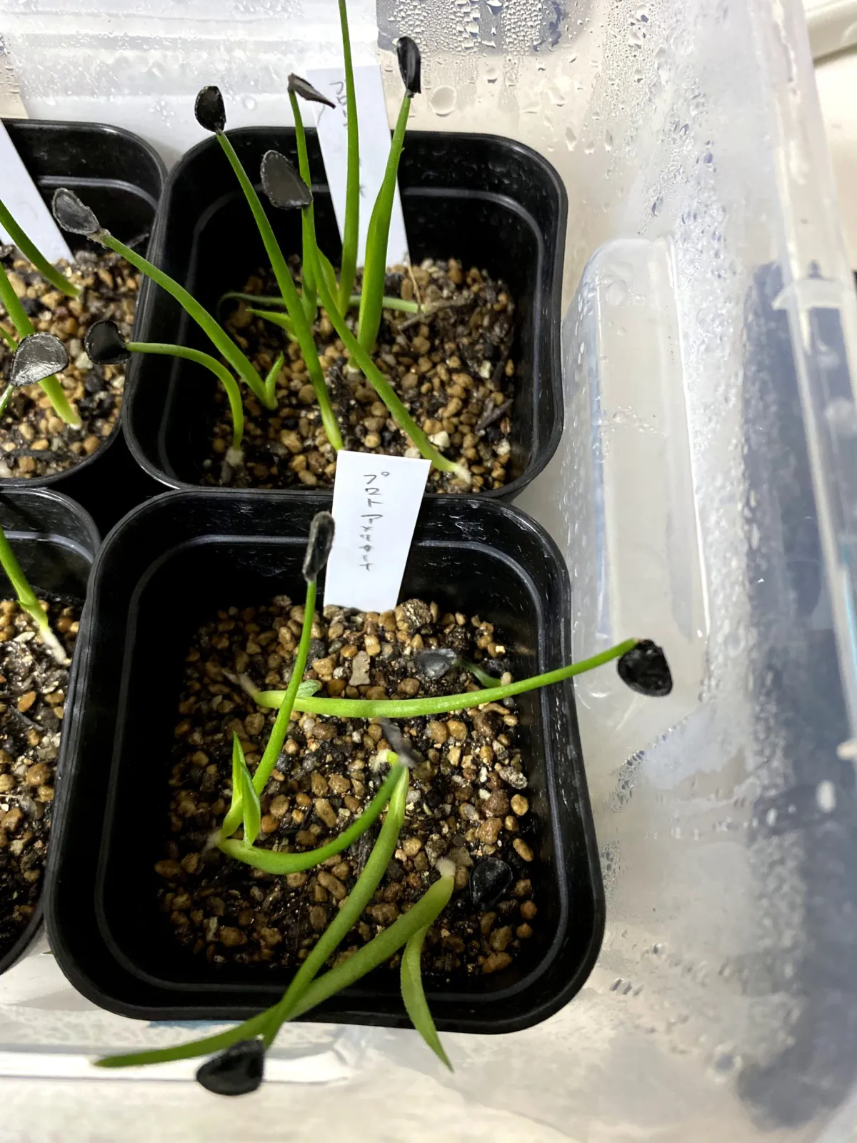 Agave americana ssp. protoamericana (アガベ プロトアメリカーナ)