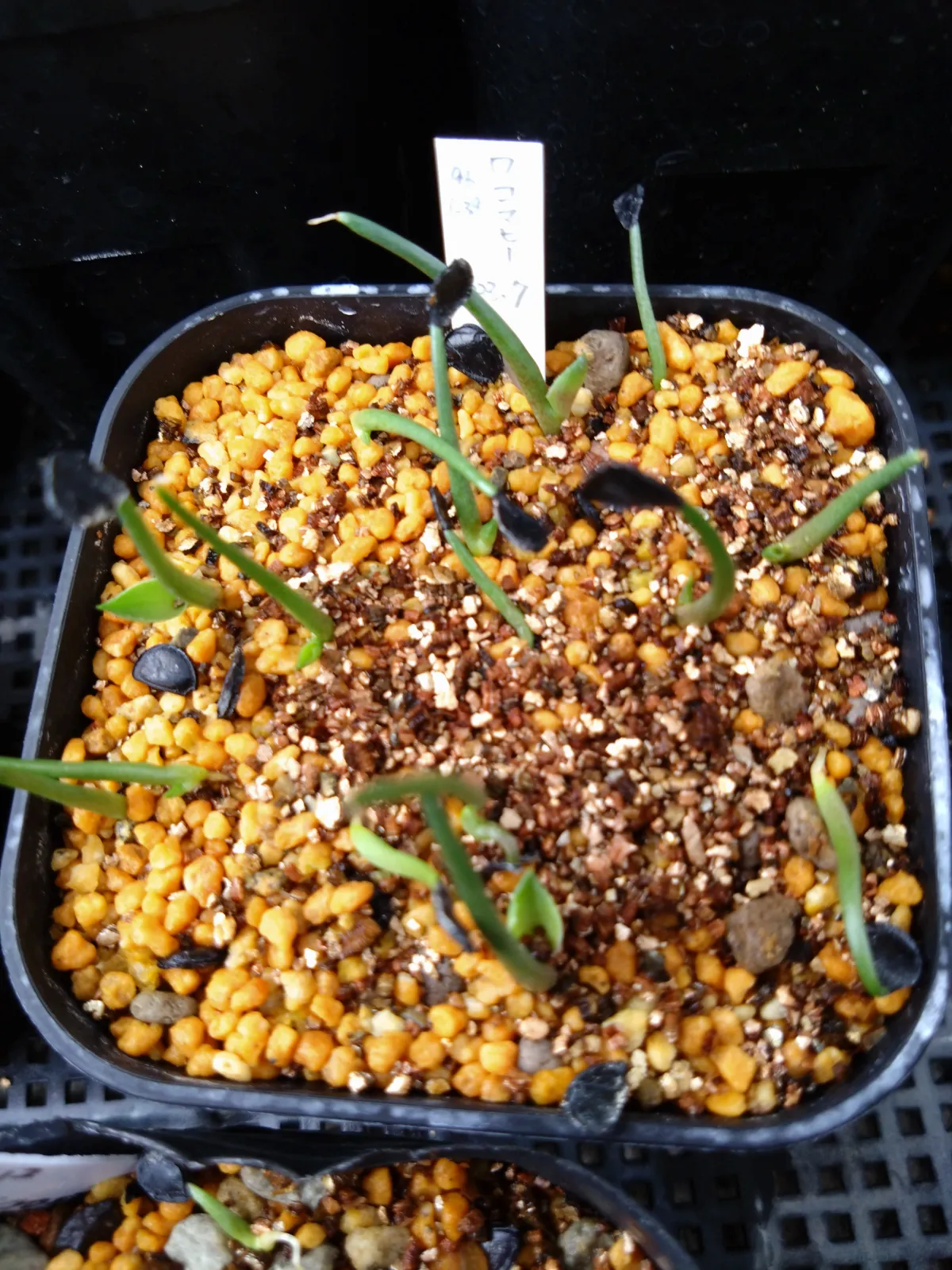 Agave wocomahi (アガベ ワコマヒー)